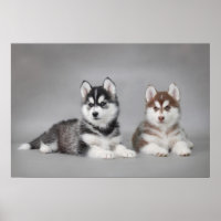 Siberian husky puppies