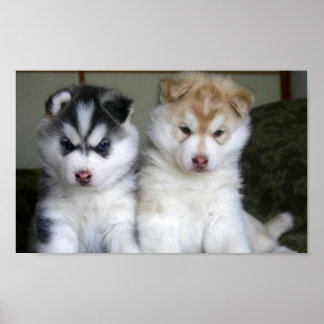 Siberian Husky Puppies Poster