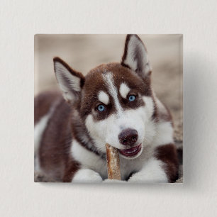 Siberian Husky Puppy at the Beach 15 Cm Square Badge