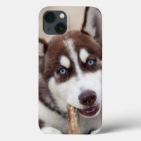 Siberian Husky Puppy at the Beach