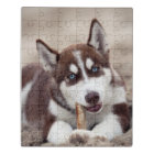 Siberian Husky Puppy at the Beach