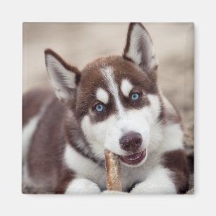 Siberian Husky Puppy at the Beach Magnet
