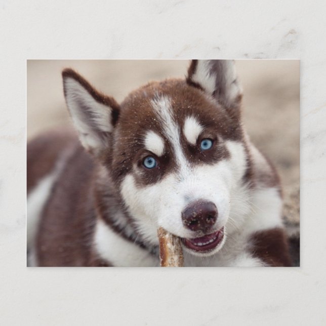 Siberian Husky Puppy at the Beach Postcard (Front)