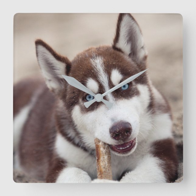 Siberian Husky Puppy at the Beach Square Wall Clock (Front)