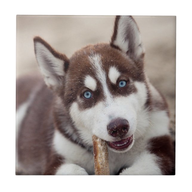 Siberian Husky Puppy at the Beach Tile (Front)