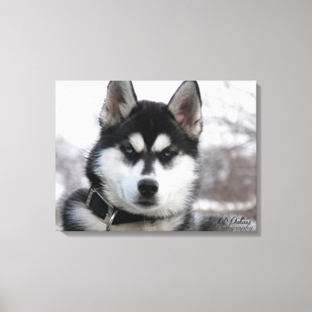 Siberian Husky Puppy Canvas Print (Front)