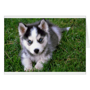 Siberian Husky Puppy Dog Blank Greeting Note Card