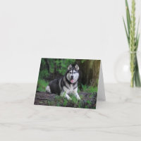 Siberian Husky Puppy Dog - Hello, love, Thank You,