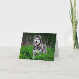 Siberian Husky Puppy Dog Hello, Thinking of You Card