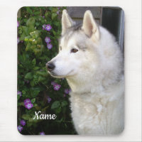 Siberian Husky Puppy Dog