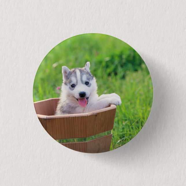 Siberian Husky Puppy in a Pot 3 Cm Round Badge (Front)