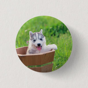 Siberian Husky Puppy in a Pot 3 Cm Round Badge