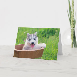 Siberian Husky Puppy in a Pot Card