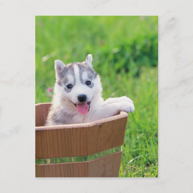 Siberian Husky Puppy in a Pot Postcard (Front)