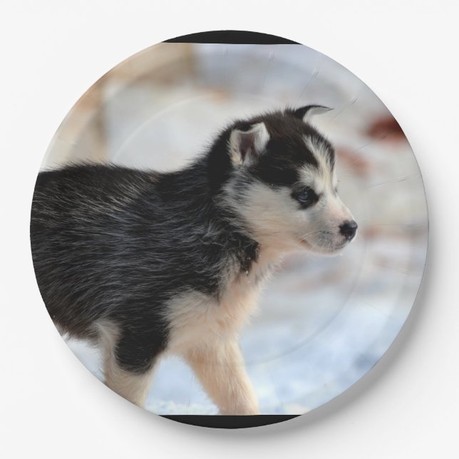 siberian husky puppy paper plate (Front)