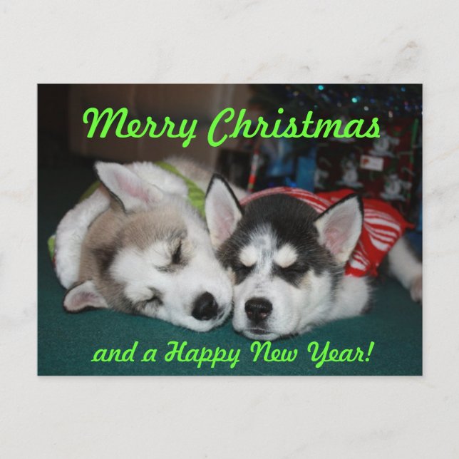 Siberian Husky Puppy Post Card (Front)