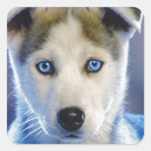 Siberian Husky Puppy Square Sticker
