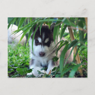 Siberian Husky Puppy with Bamboo Postcard