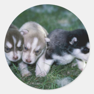 Siberian Husky pups, 3 weeks Classic Round Sticker