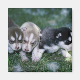 Siberian Husky pups, 3 weeks Magnet