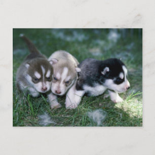 Siberian Husky pups, 3 weeks Postcard