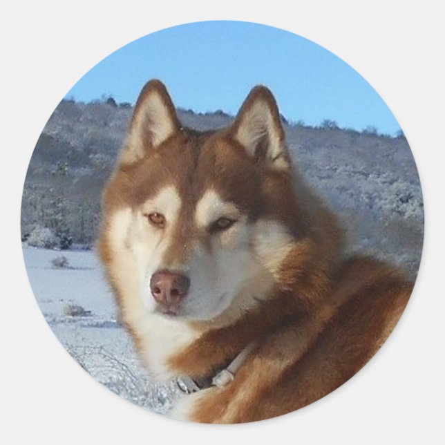 siberian-husky-red and white classic round sticker (Front)