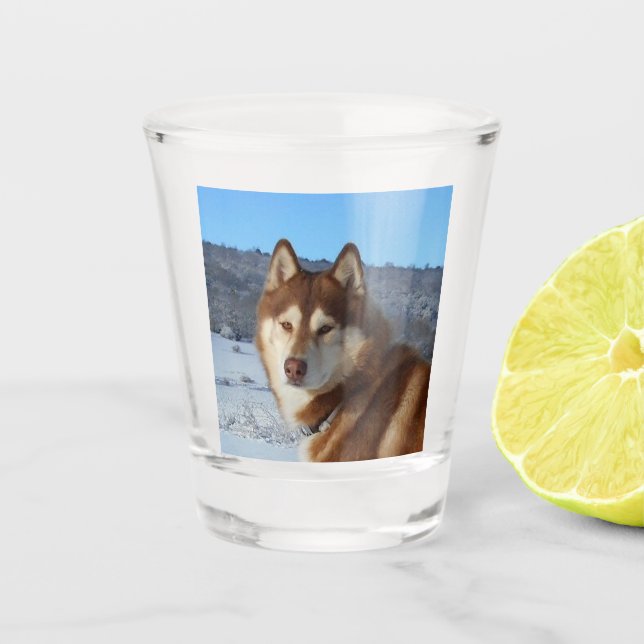 siberian-husky-red and white shot glass (Front)