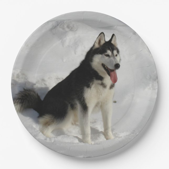 siberian-husky sitting paper plate (Front)