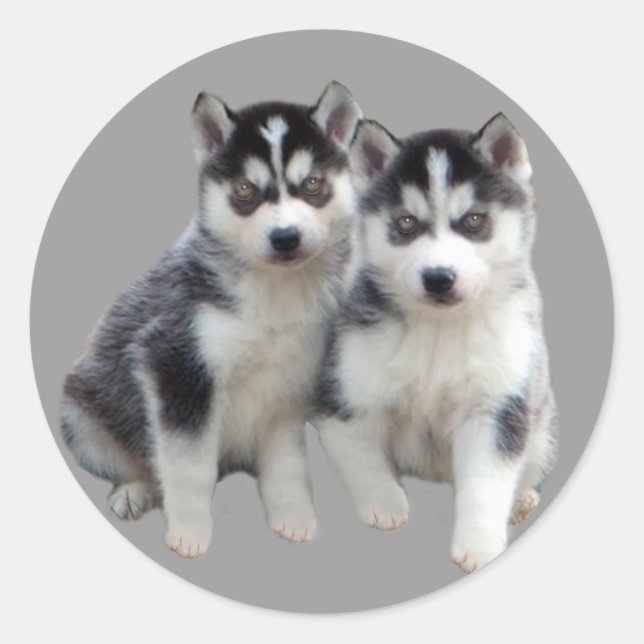 Siberian Husky  Sticker (Front)