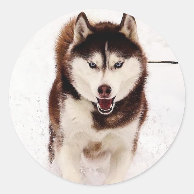 Siberian Husky Stickers (Front)