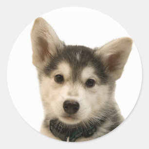 Siberian Husky Stickers