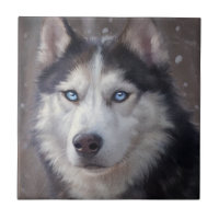 Siberian Husky