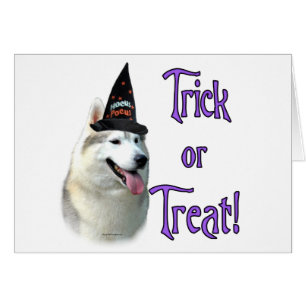 Siberian Husky Trick