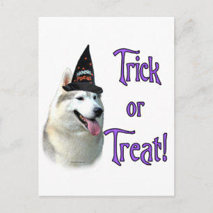 Siberian Husky Trick Postcard