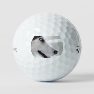 siberian husky up close second golf balls
