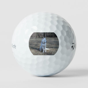 siberian husky white full 2 golf balls