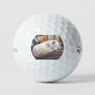 siberian husky white sleeping golf balls