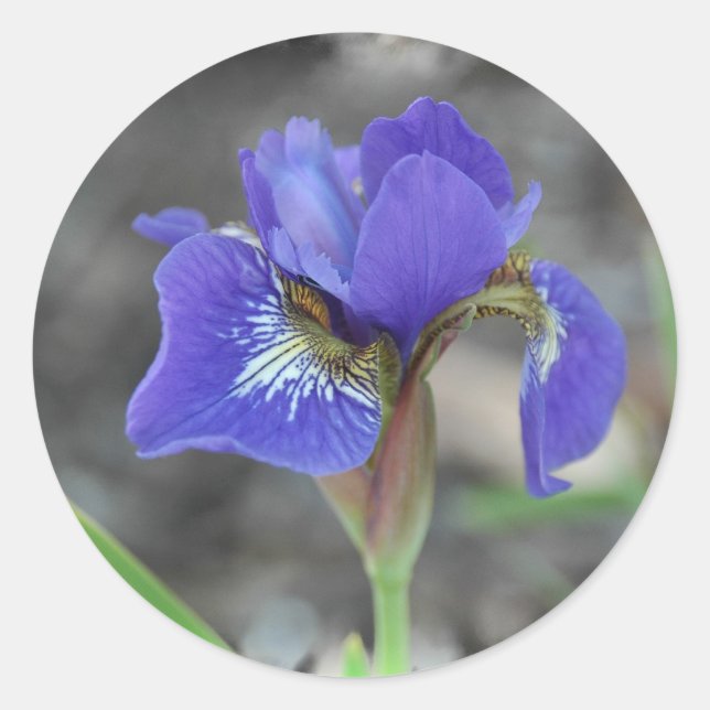 Siberian Iris 1-50409 Classic Round Sticker (Front)