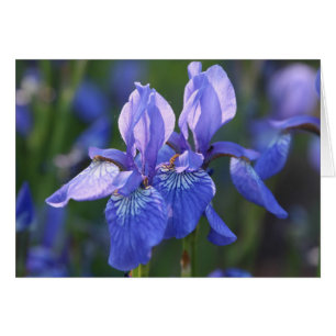 Siberian Iris Pair