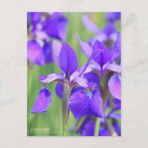 Siberian Iris  [Postcard] Postcard