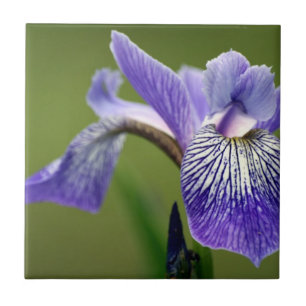 Siberian Iris Trivet