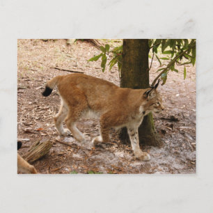 siberian lynx 031 postcard