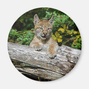Siberian Lynx Kitten Magnet