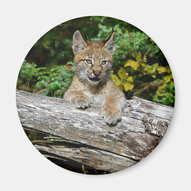 Siberian Lynx Kitten Magnet (Front)