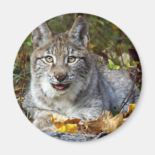Siberian Lynx Magnet