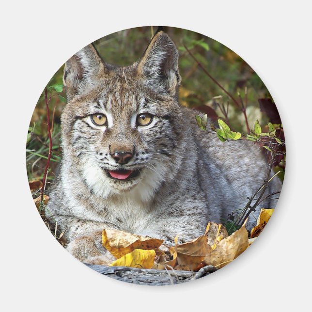 Siberian Lynx Magnet (Front)