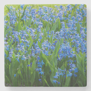 Siberian Squill Stone Coaster