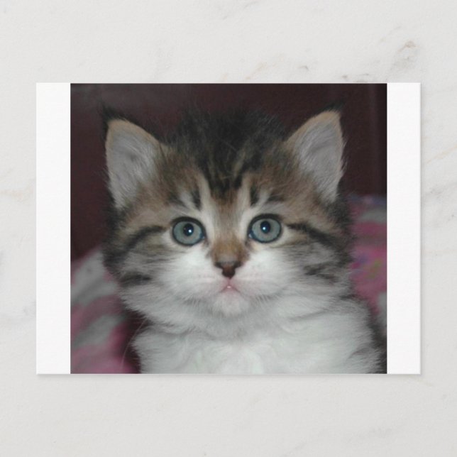Siberian Tabby/White Kitten Postcard (Front)