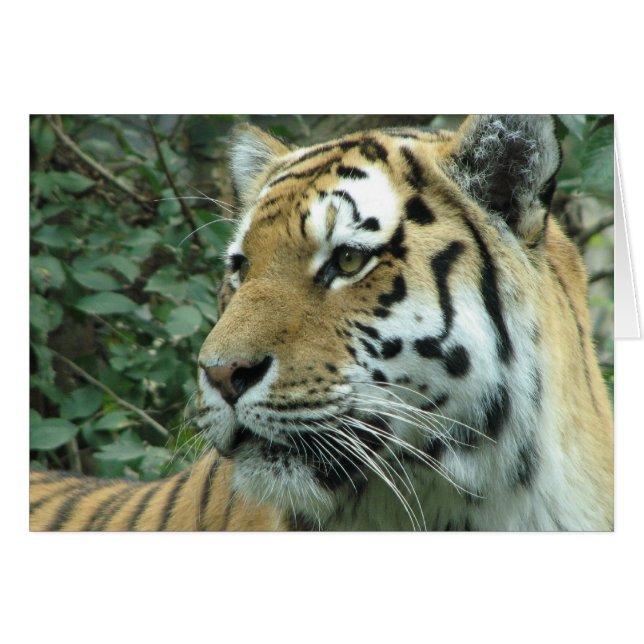 Siberian tiger (Front Horizontal)