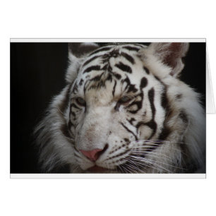 Siberian Tiger